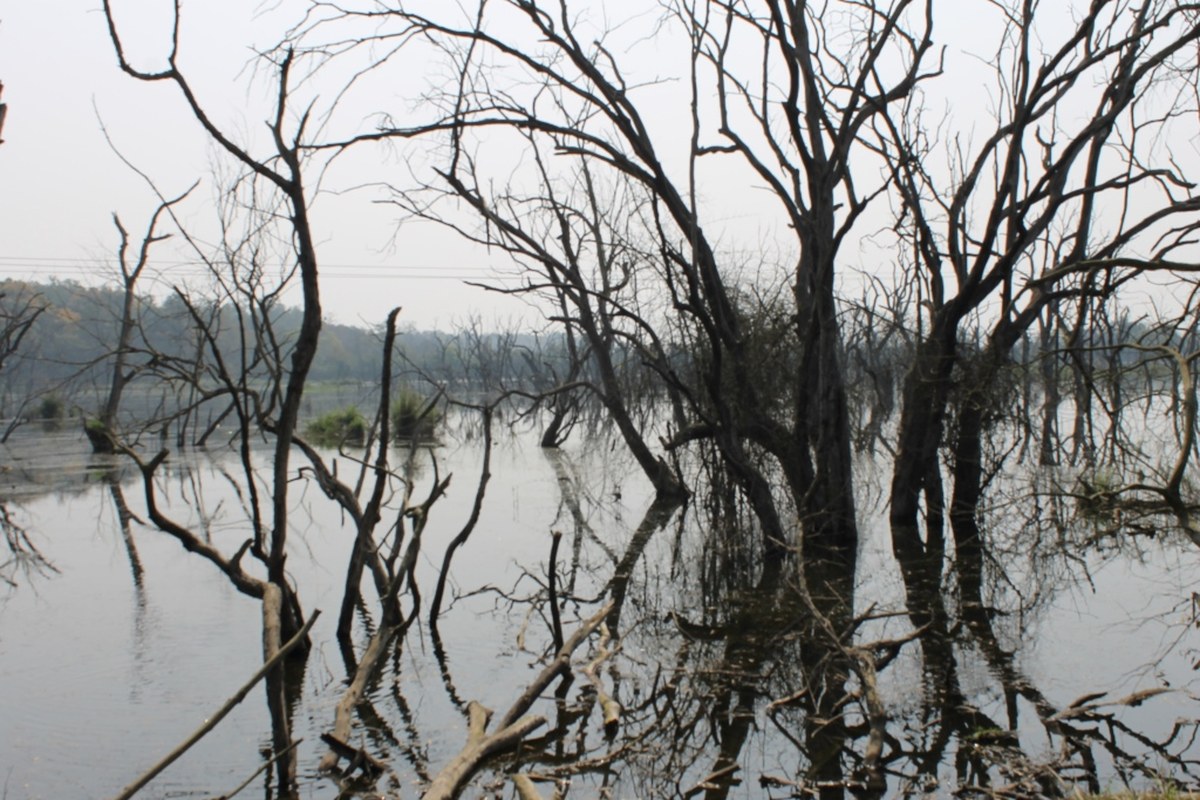 Terai forests nearby